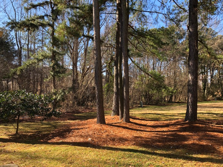 Pretty open area behind the townhouse.