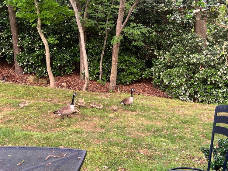 Dense evergreen bushes with geese on a lawn