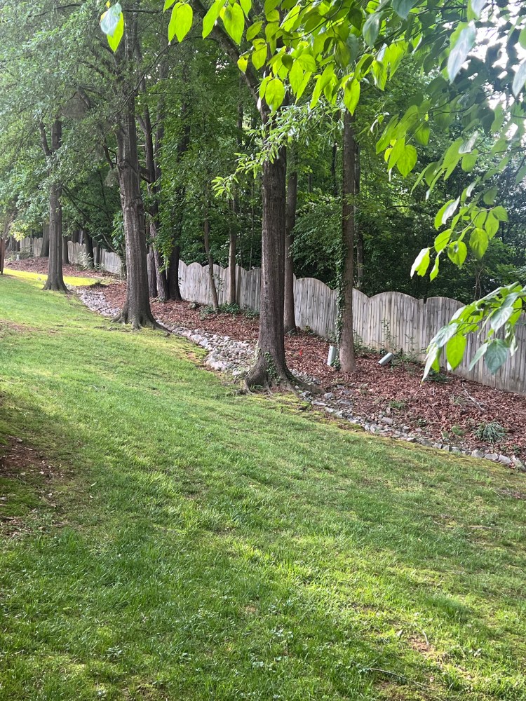 Backyard view of trees with grass.