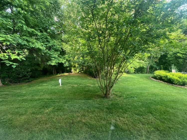 Green lawn with trees